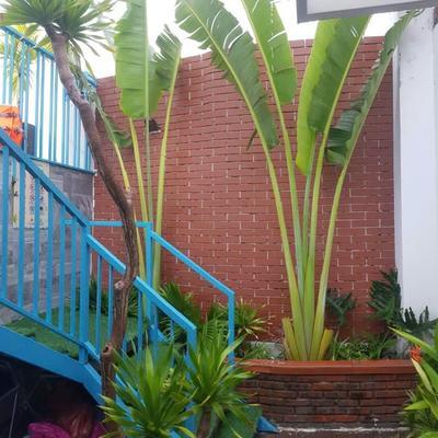 Cho thuê studio, 1 phòng ngủ, Hải Châu, Đà Nẵng - Thumbnail 1