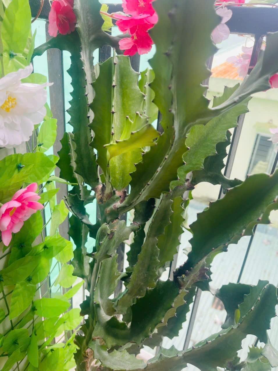 Apartment for rent, 1 bedroom, 40m², Hòa Cường, Đà Nẵng - Photo 7